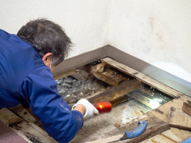 Best Home Mold Removal  in Carbondale, CO