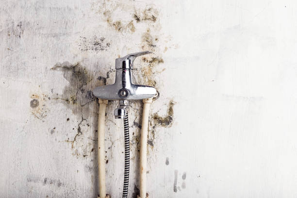 Best Mold Testing  in Carbondale, CO