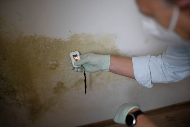 Best Certified Mold Removal  in Carbondale, CO