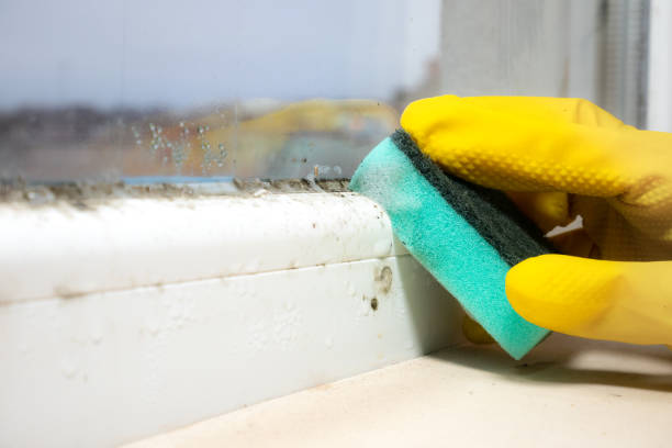 Best Mold Testing and Removal  in Carbondale, CO