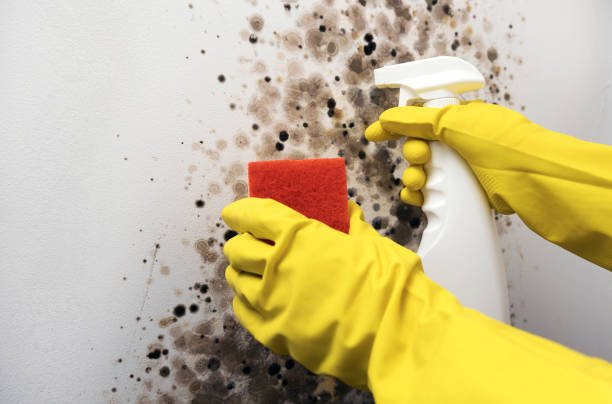 Best Commercial Mold Removal  in Carbondale, CO